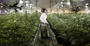 Read more about the article Cannabis Jobs: All You Need To Know About Jobs In The Marijuana Industry