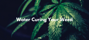 Read more about the article Water Curing Your Weed