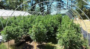 Read more about the article How to “Legally” Grow Over 6 Plants in Colorado