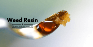 Read more about the article What is Cannabis Resin & How is it produced?