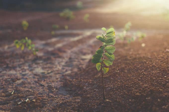 cannabis seeds environment