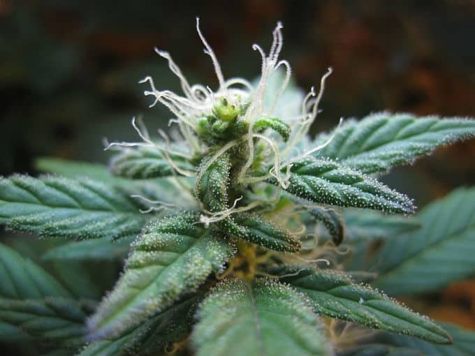 feminized cannabis seeds