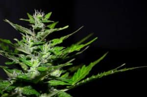 Read more about the article Organic Cannabis Seeds: A Complete Guide