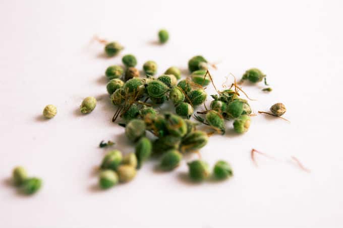 producing cannabis seeds