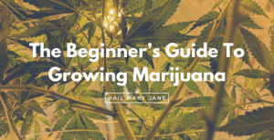 Read more about the article The Beginner’s Guide To Growing Marijuana