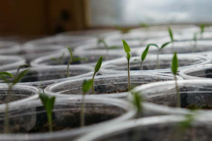 marijuana germination