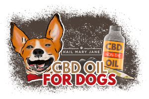 Read more about the article CBD Oil For Dogs: All You Need To Know