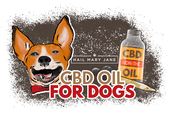 You are currently viewing CBD Oil For Dogs: All You Need To Know