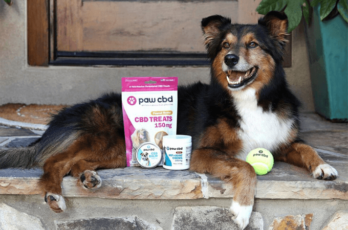 cbdmd for pets