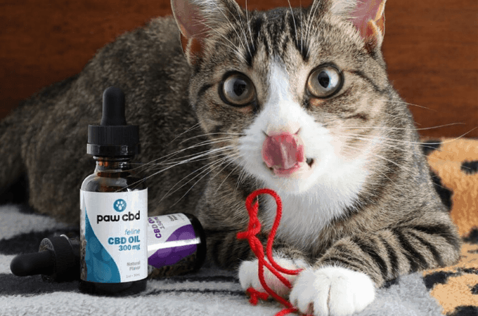 cbdmd oil for pets