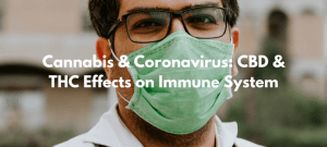 Read more about the article Cannabis & Coronavirus: CBD & THC Effects on Immune System