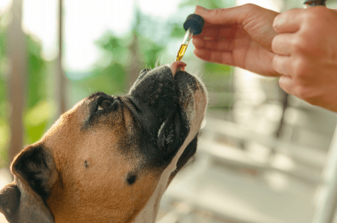 kats naturals cbd for pets