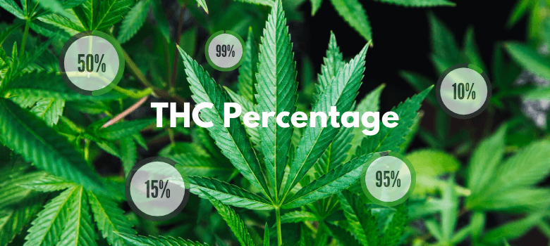 You are currently viewing THC Percentage in Cannabis: How Much Is Too Much