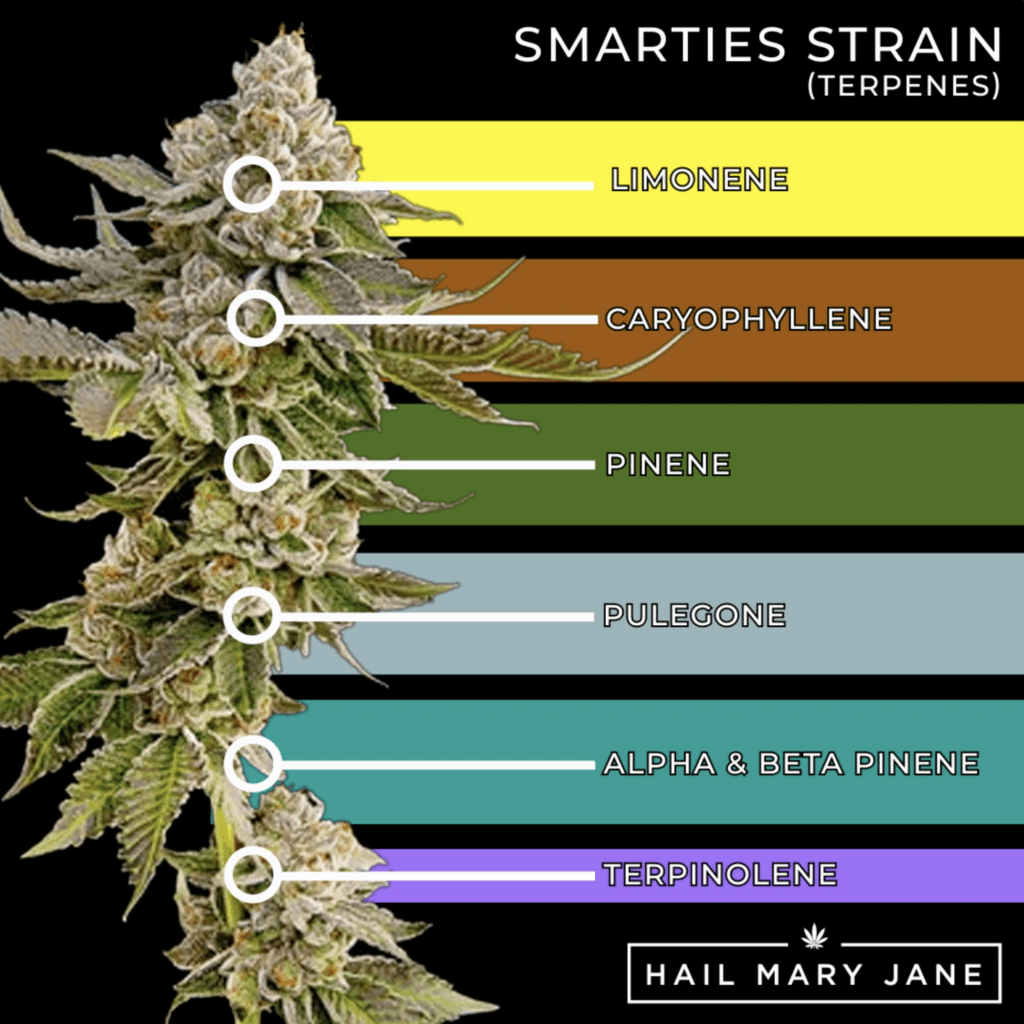 Smarties Strain