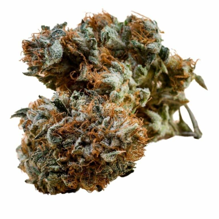 Key Lime Pie Strain Effects, Reviews, & More Hail Mary Jane