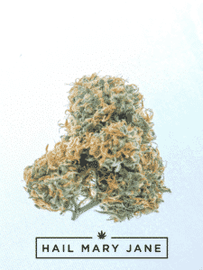 Read more about the article Lion’s Mane Strain – All You Need To Know