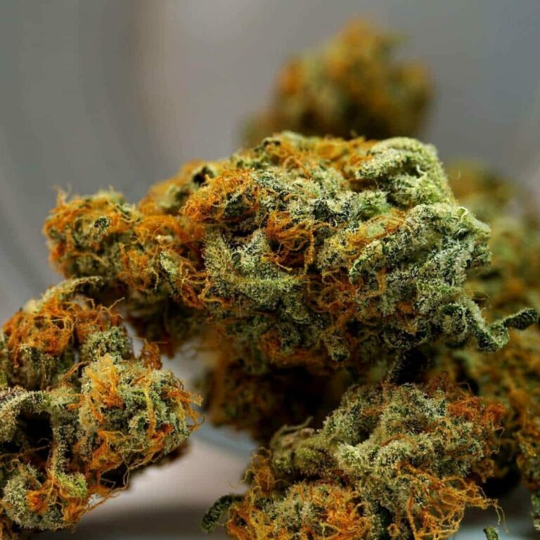 Gelato 33 Strain Effects, Reviews, & More Hail Mary Jane