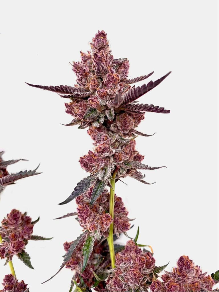 best cannabis flower in portland